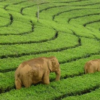 Thekkady and Munnar – Tea & Wildlife Tour Package